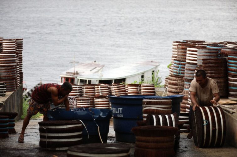 Amazonas lança apoio financeiro a extrativistas da piaçava; veja como funciona credenciamento