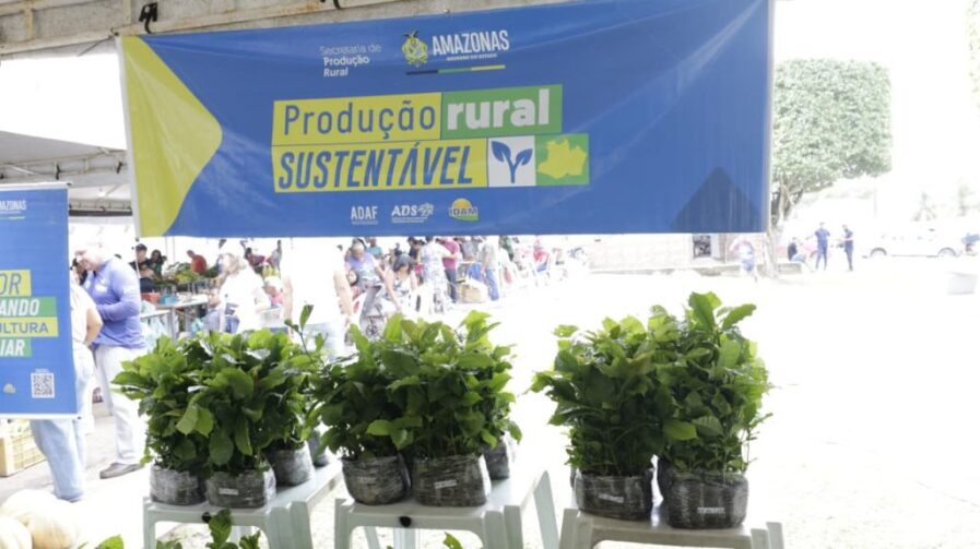 Entrega de 750 mudas de café beneficia produtores em Presidente Figueiredo