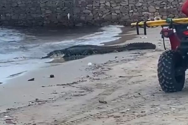 Jacaré é capturado por bombeiros na orla da Ponta Negra em Manaus
