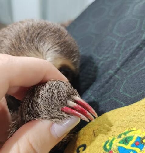 Criado como pet e com unhas pintadas, filhote de bicho-preguiça é resgatado em Parintins