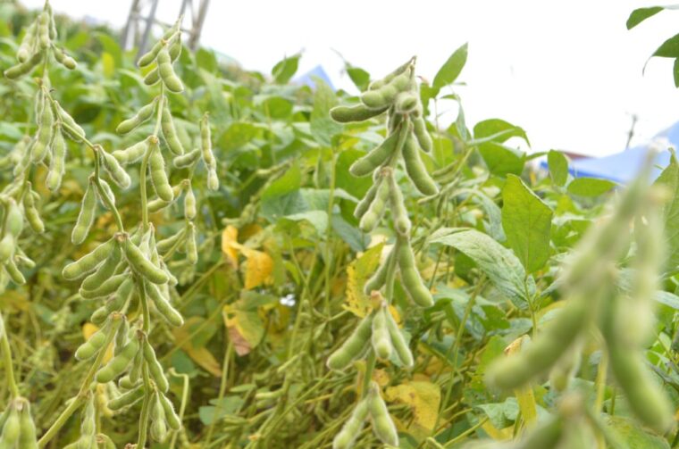 Rondônia divulga calendário de cadastro e semeadura da soja