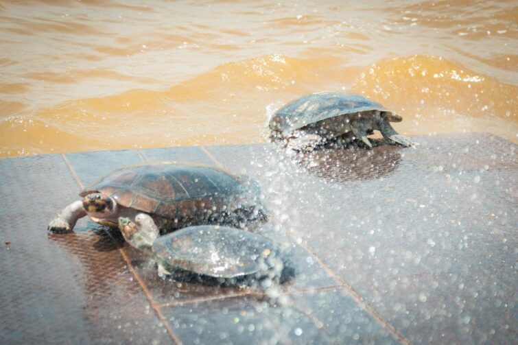 Parintins realiza soltura de 47 tartarugas em parceria com instituições