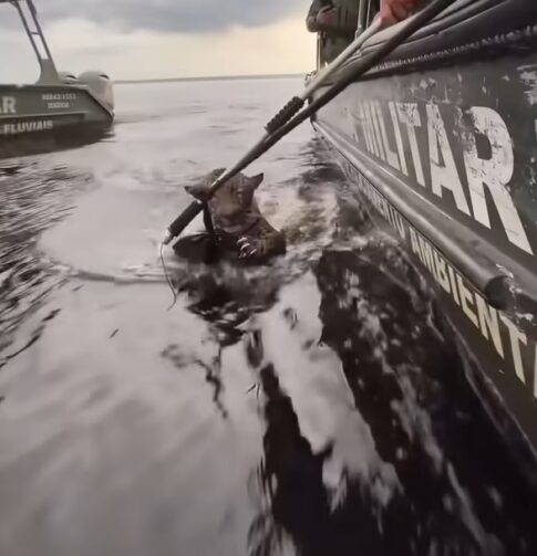 Onça-pintada é resgatada no Rio Negro, perto da Praia da Ponta Negra