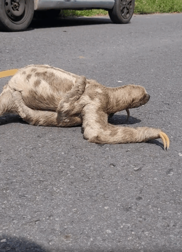 Preguiça é flagrada atravessando estrada com filhote em Parintins