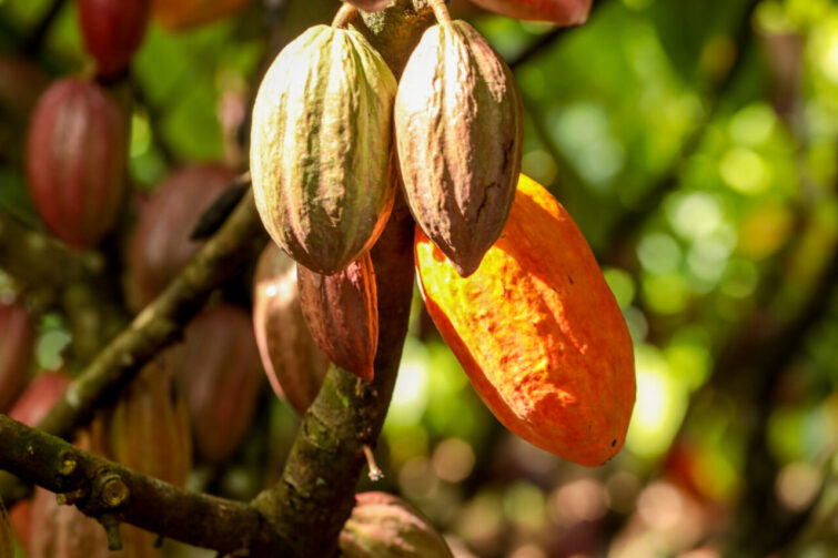 Rondônia realiza campanha para cadastro de lavouras de cacau no estado