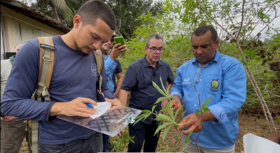 Adaf conscientiza produtores de Presidente Figueiredo sobre a vassoura-de-bruxa da mandioca