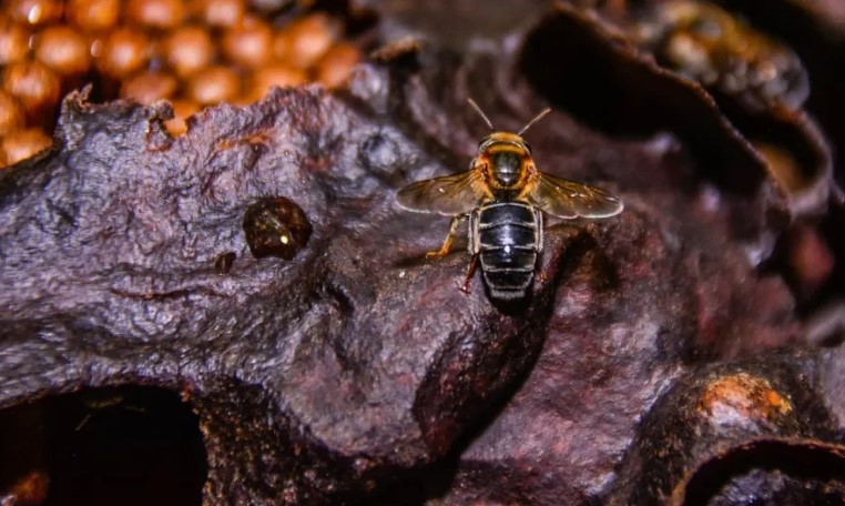 Estudo avalia impacto da polinização de abelhas sem ferrão na produção de açaí em Rondônia