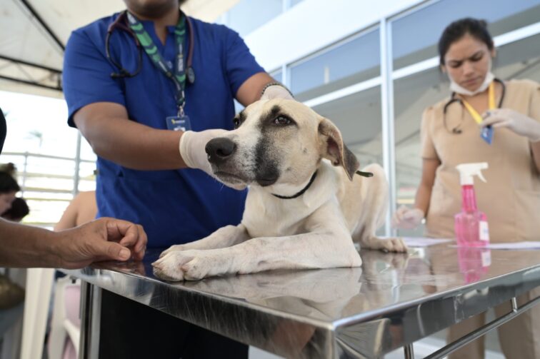 Inscrições para castração gratuita de cães e gatos segue até 20 de novembro, em Coari