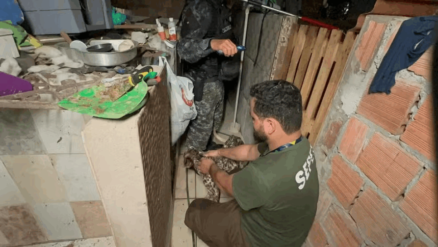 Mais de 20 animais são resgatados de criadouro clandestino no Jorge Teixeira