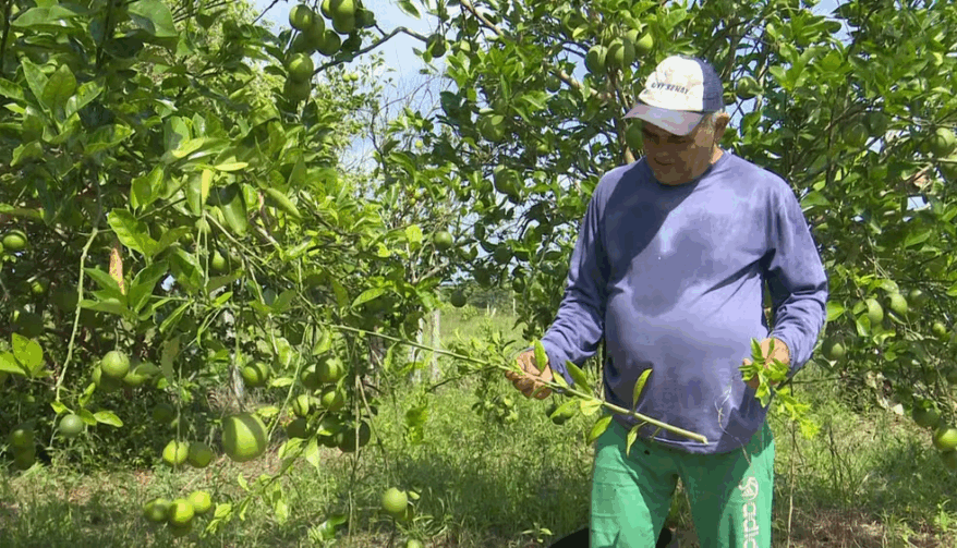 Produtores de laranja preveem safra promissora em Rorainópolis