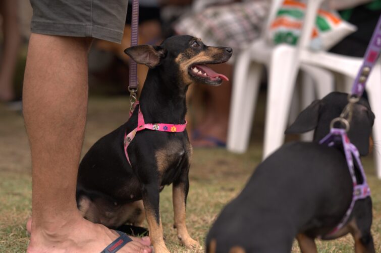 Castramóvel oferece castração gratuita de cães e gatos no bairro Jorge Teixeira