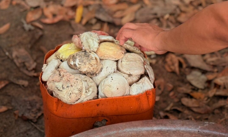 Atividades extrativistas promovem desenvolvimento sustentável em Resex de Rondônia