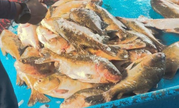 Mais de 2,5 toneladas de pescado ilegal são apreendidas perto de Coari