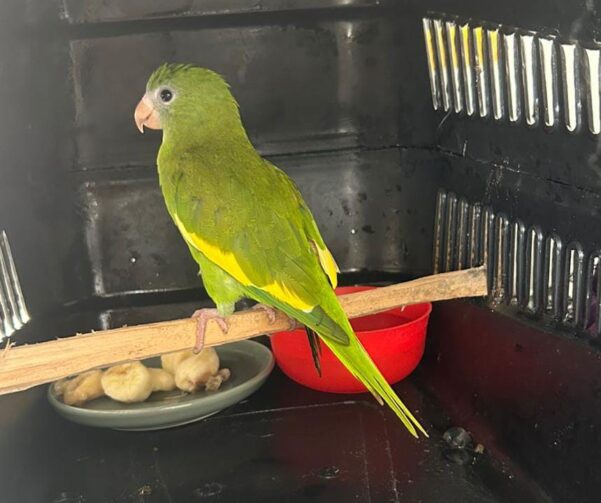 Manaus registra 38 resgates de animais silvestres em novembro; saiba como acionar autoridades