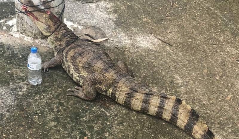 Filhote de jacaré é localizado em rua do Parque 10 em Manaus