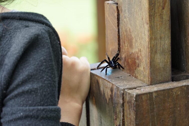 Rondônia orienta população sobre cuidados com animais peçonhentos durante chuvas