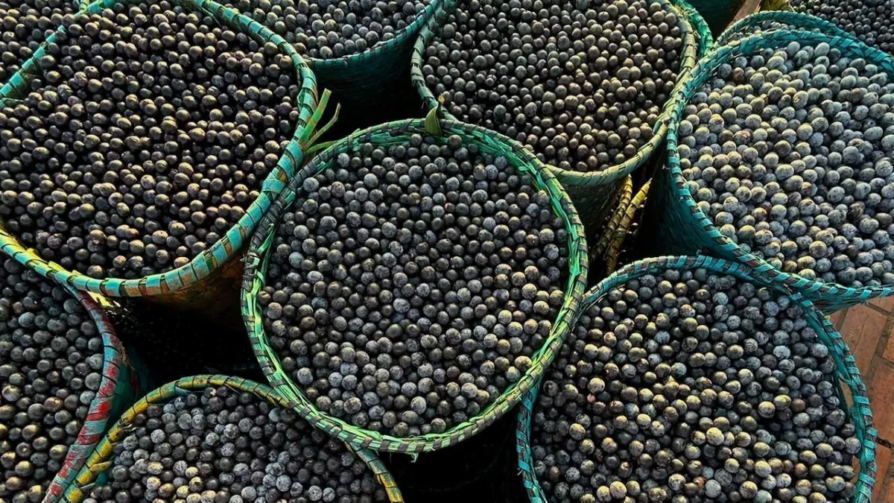 Codajás ganha destaque com reconhecimento nacional do açaí