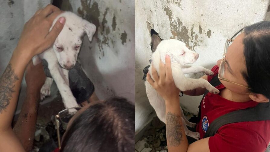 Bombeiros resgatam filhote preso no vão entre paredes no Coroado, Zona Leste