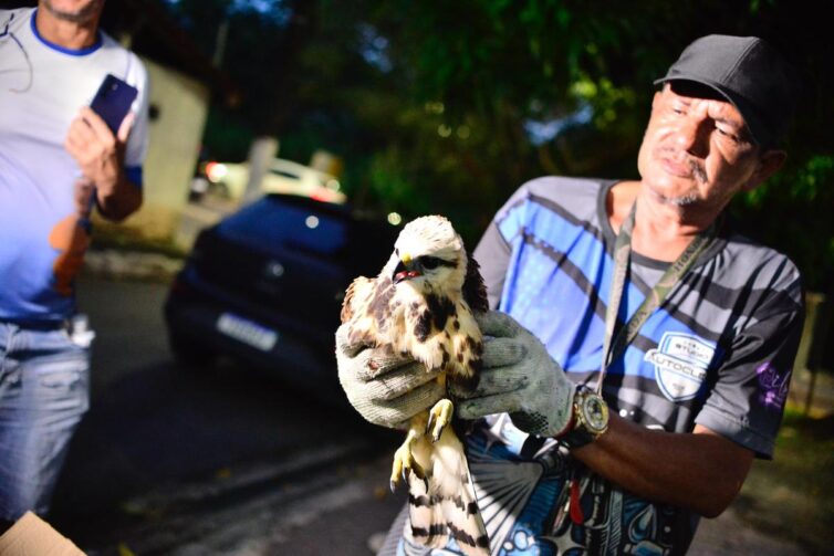 Guarda Municipal resgata gavião preso em bueiro no Parque 10 de Novembro