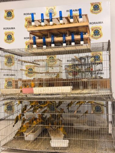 Polícia Federal prende dois por tráfico interestadual de 350 canários‑da‑terra em Roraima