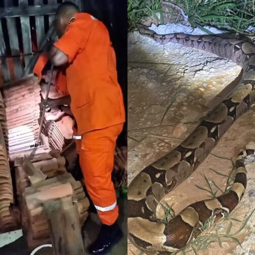 Jiboia é resgatada entre telhas de uma casa na área urbana de Ji-Paraná
