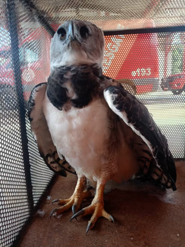 Gavião-real é encontrado preso em caminhão e resgatado em Ariquemes