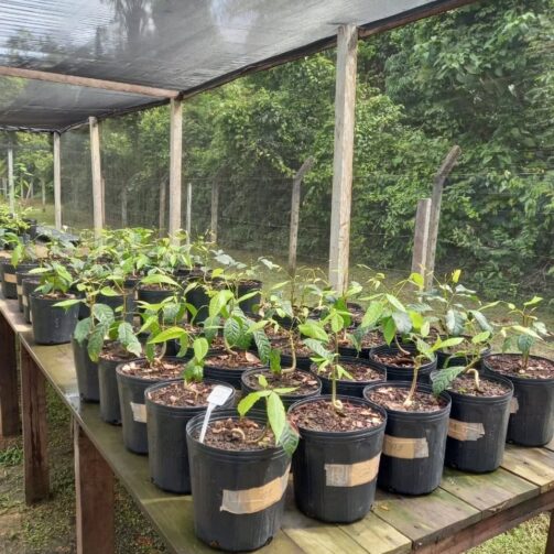 Projeto analisa mudas de espécies florestais, em Itacoatiara; conheça