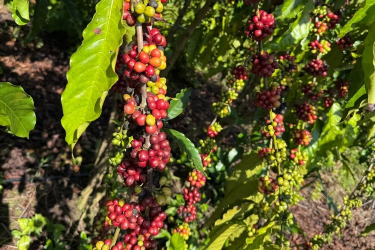 Ciclo de palestras sobre café robusta orienta produtores de Rorainópolis