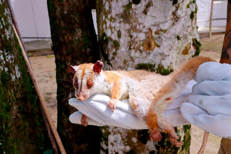 Cuíca-lanosa ferida é resgatada na zona centro-sul de Manaus