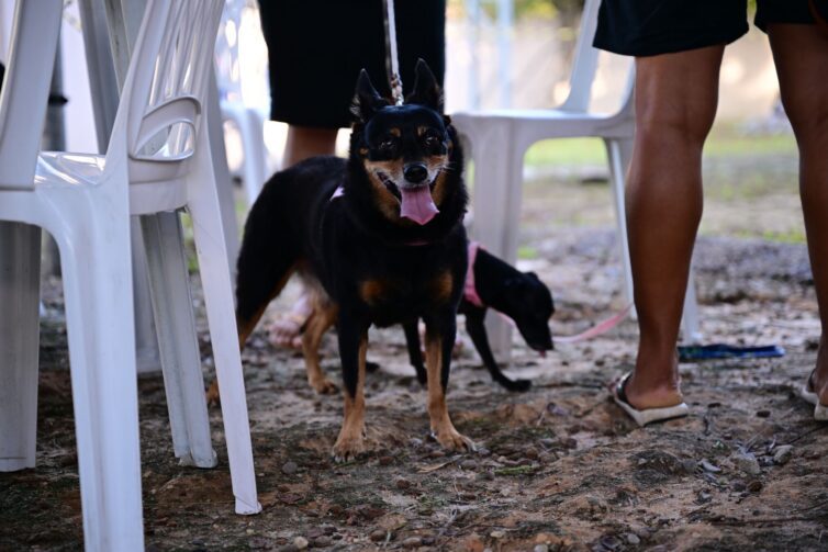 Manaus recebe mega castração de cães e gatos no domingo, 29; saiba como vai funcionar