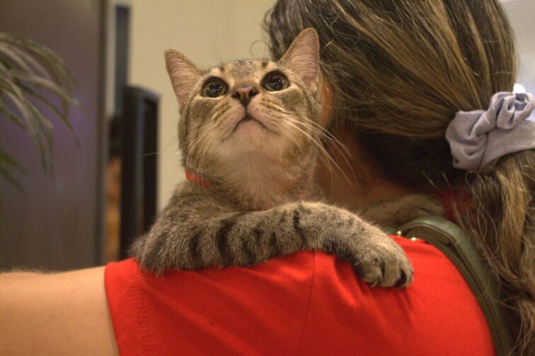 Castração, vacinação e adoção de animais chegam ao bairro Jorge Teixeira no dia 28 de março 