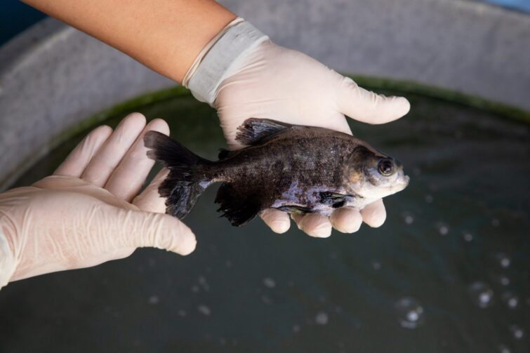 Fapeam abre inscrições para programa que financia pesquisas no setor primário do Amazonas