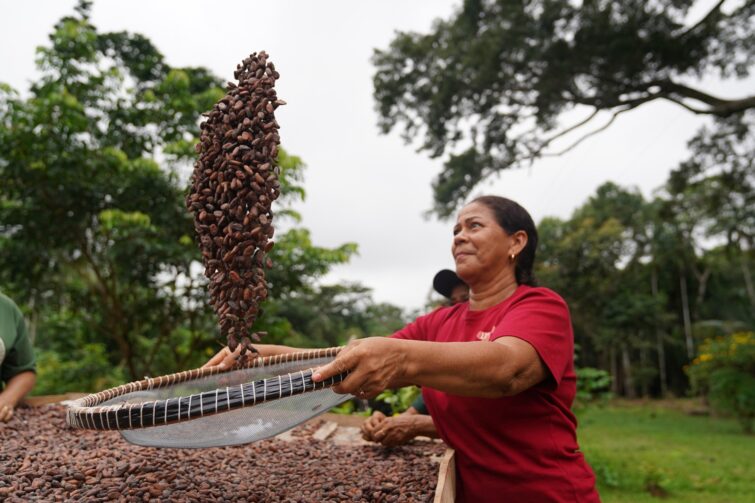 Mulheres transformam cacau orgânico em chocolate artesanal em Tefé; conheça