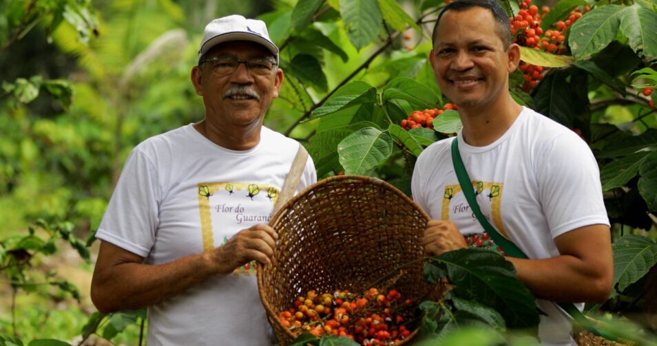 Família de Maués transforma o guaraná em símbolo de renda e conservação