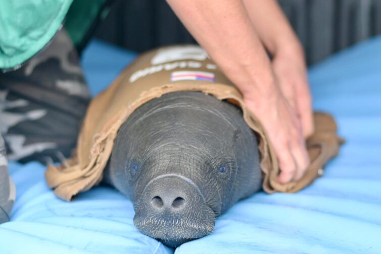 Filhote de peixe-boi ferido por arpão é resgatado em Itacoatiara