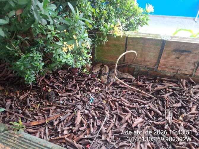 Cobra jiboia é resgatada em jardim de escola no bairro Cidade Nova