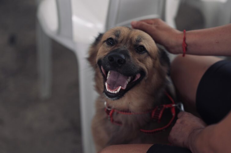 Sepet oferece 300 vagas para castração de animais na zona norte de Manaus