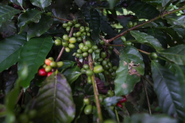 Medida determina que órgãos públicos do AM adquiram café local; Rio Preto se destaca na produção