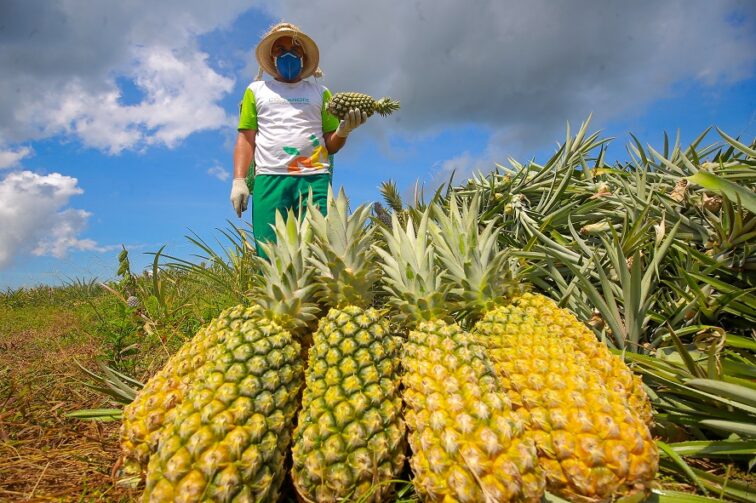 Novo Remanso fortalece tradição no cultivo de abacaxi em Itacoatiara
