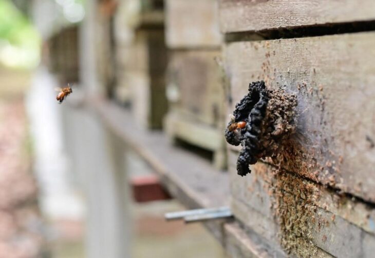 Parintins tem mutirão de regularização para criadores de abelhas sem ferrão