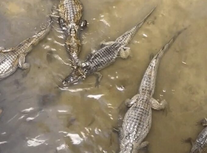 Jacarés surgem em igarapé na zona Sul de Manaus; vídeo