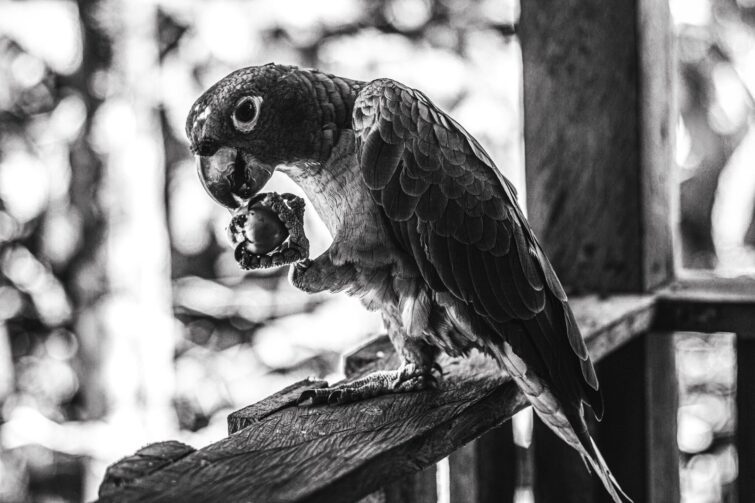 Fotojornalista conecta a França à cidade de Novo Airão, no coração da Amazônia