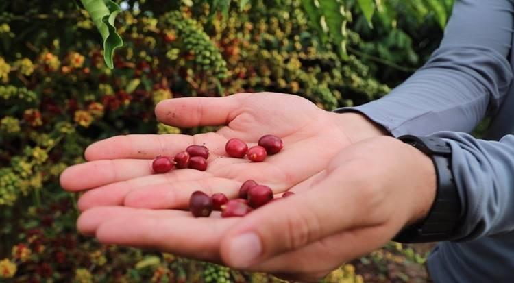 Produção de café no Amazonas cresce com tecnologia híbrida