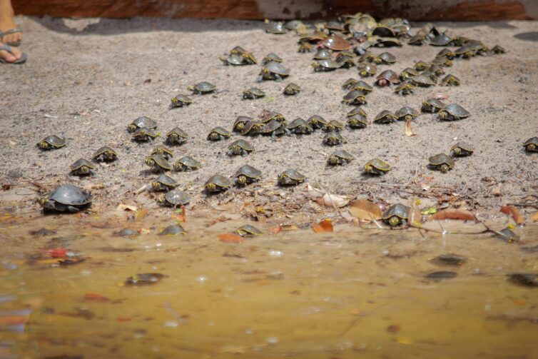 Soltura de 155 quelônios reforça preservação ambiental em Parintins