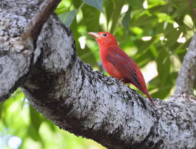 Aves migratórias utilizam o Amazonas como rota de passagem; veja orientações sobre preservação