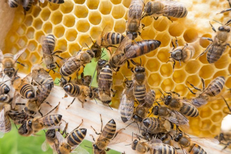 Curso gratuito ensina criação da abelha Borá em Roraima; veja como se inscrever