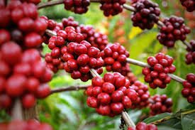 Idam abre inscrições para Dia de Campo do Café em Presidente Figueiredo