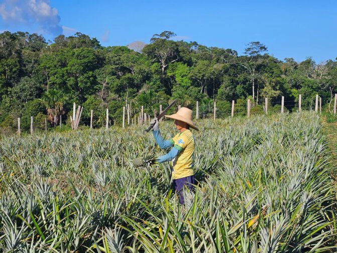 Nova publicação atualiza orientações para o cultivo de abacaxi no Amazonas