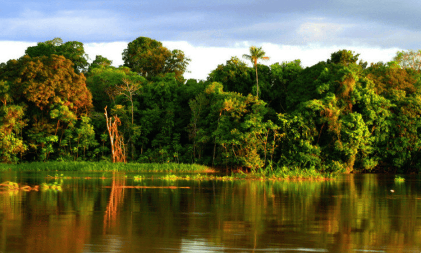 Conheça a Floresta Nacional de Tefé: a unidade de conservação no meio da Amazônia