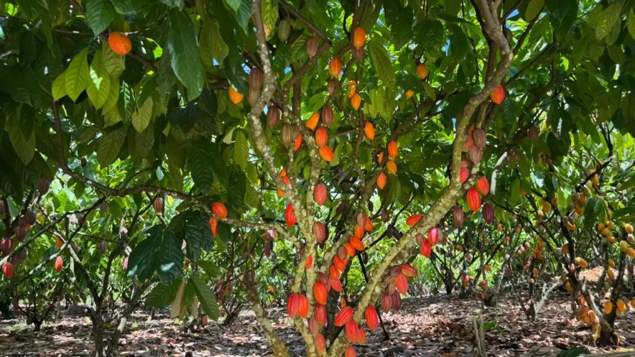 Inscrições para 6º concurso de qualidade do cacau de Rondônia vão até 3 de julho
